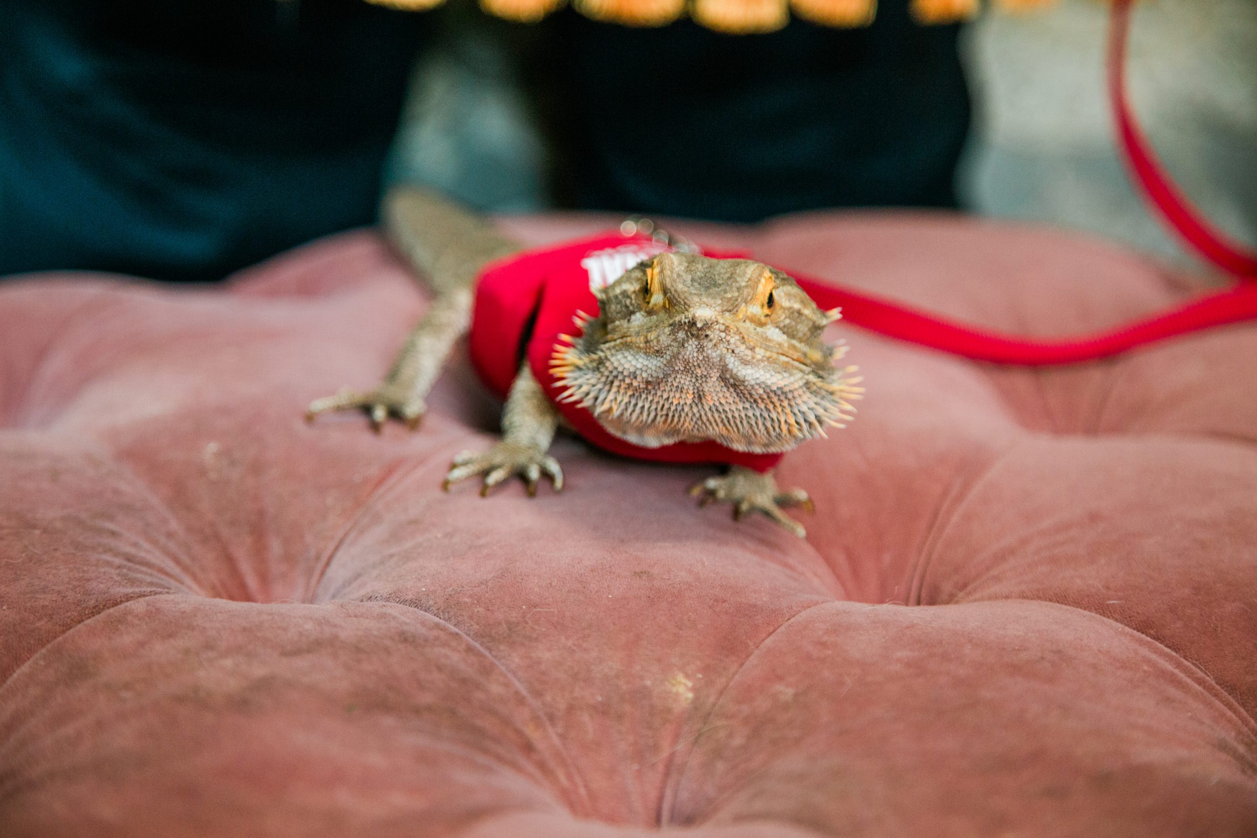 1K0A5206 Melissa's Yard of Long Island