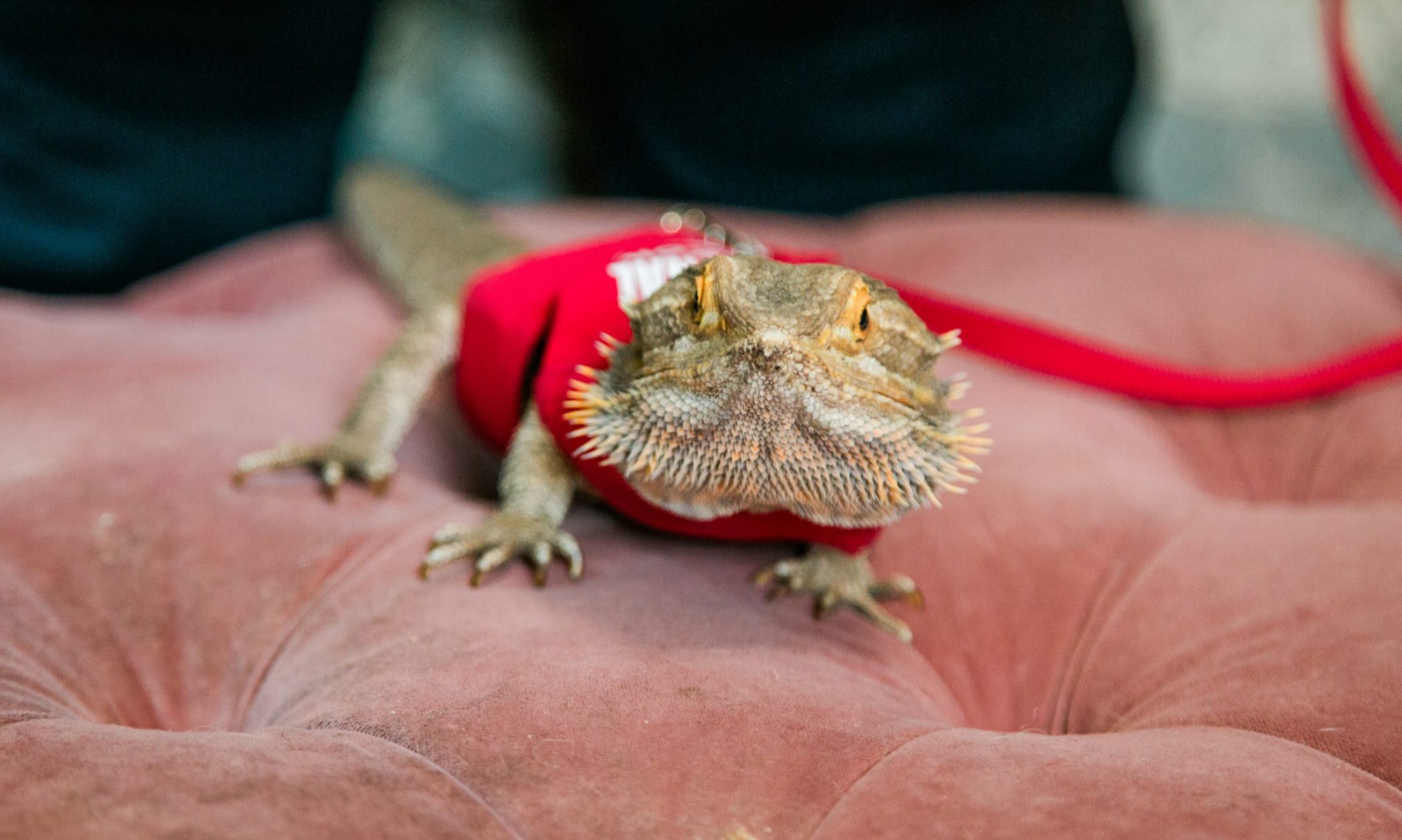 Melissa's Yard Long Island