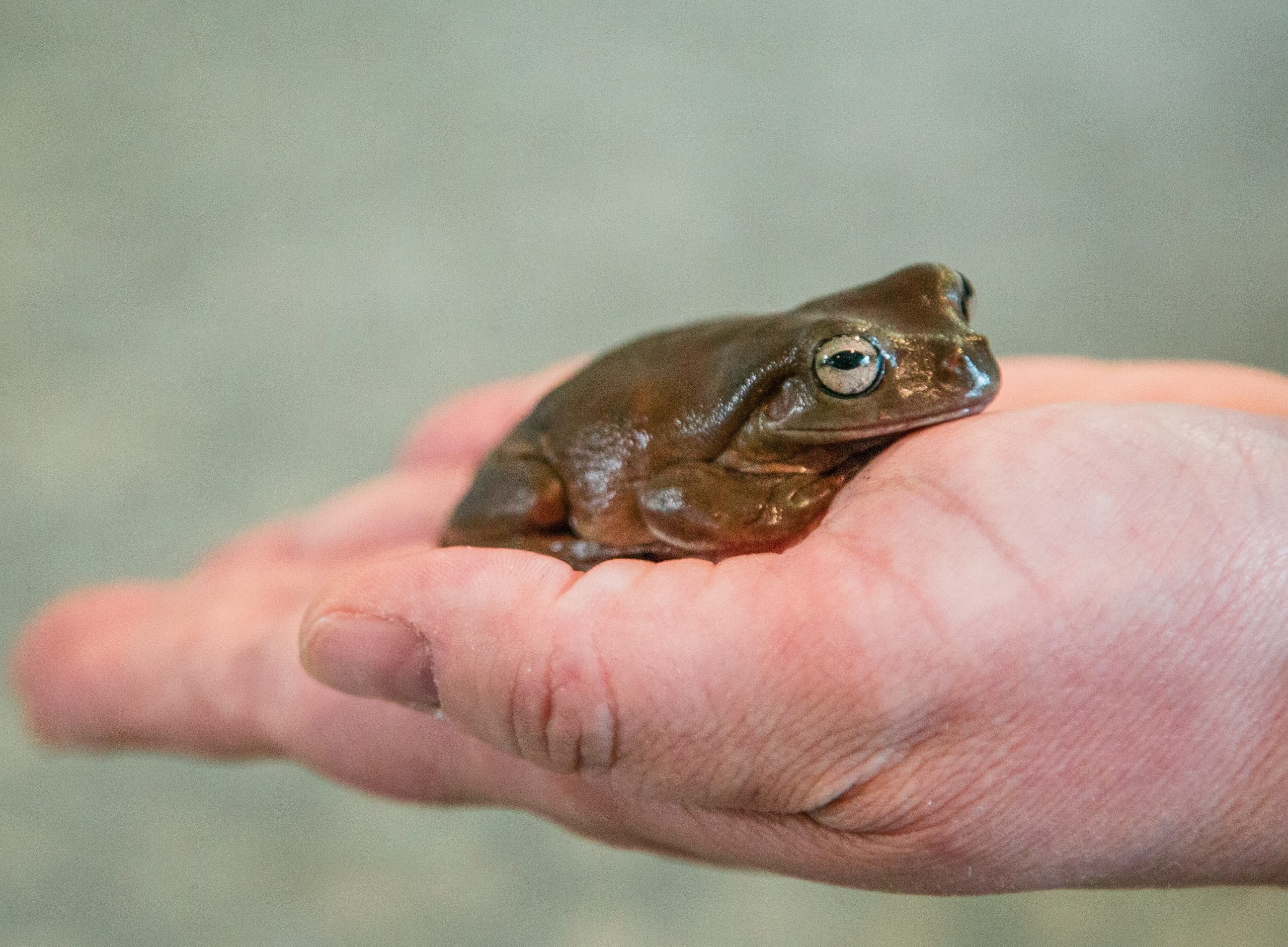 1K0A5266 Frog Melissa's Yard