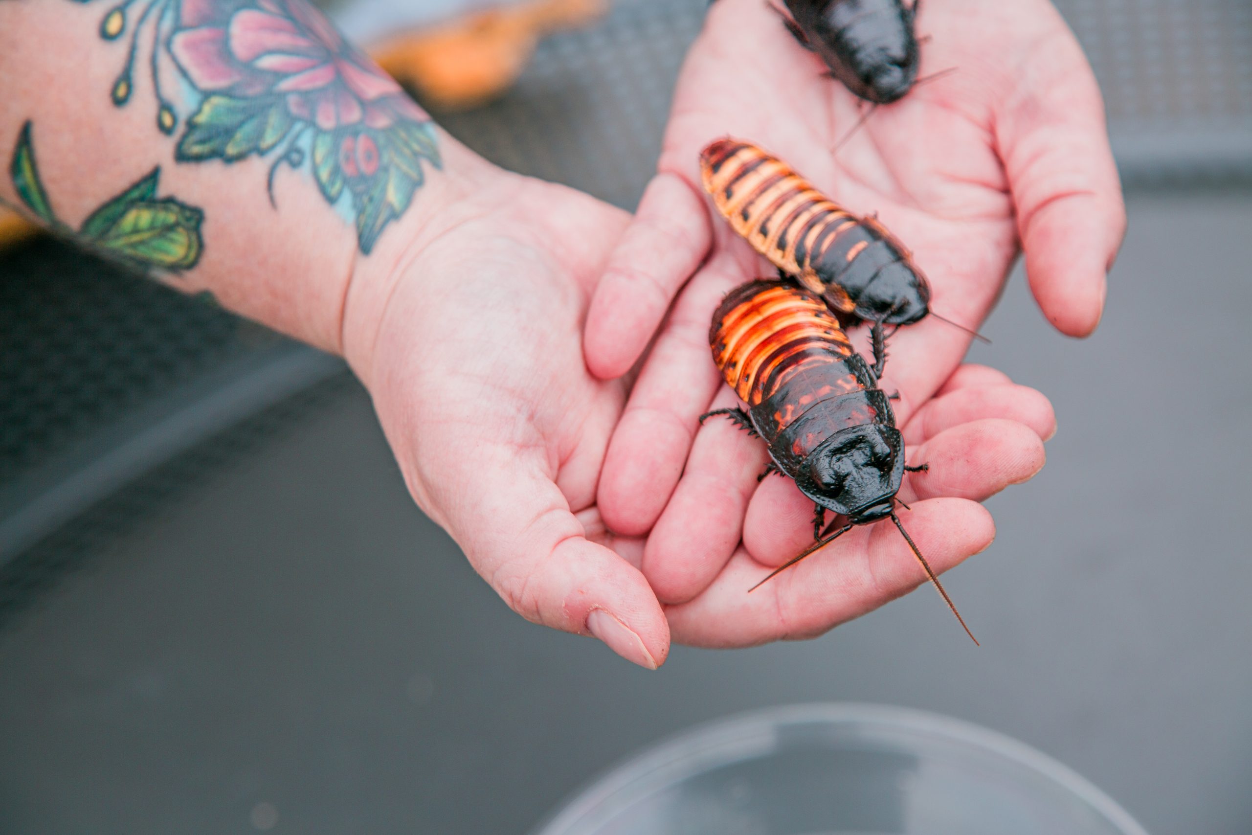 1K0A5365 TikTok Live